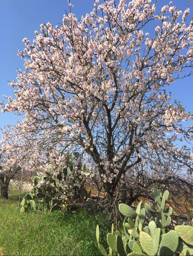 Masseria Elefante Turi Εξωτερικό φωτογραφία