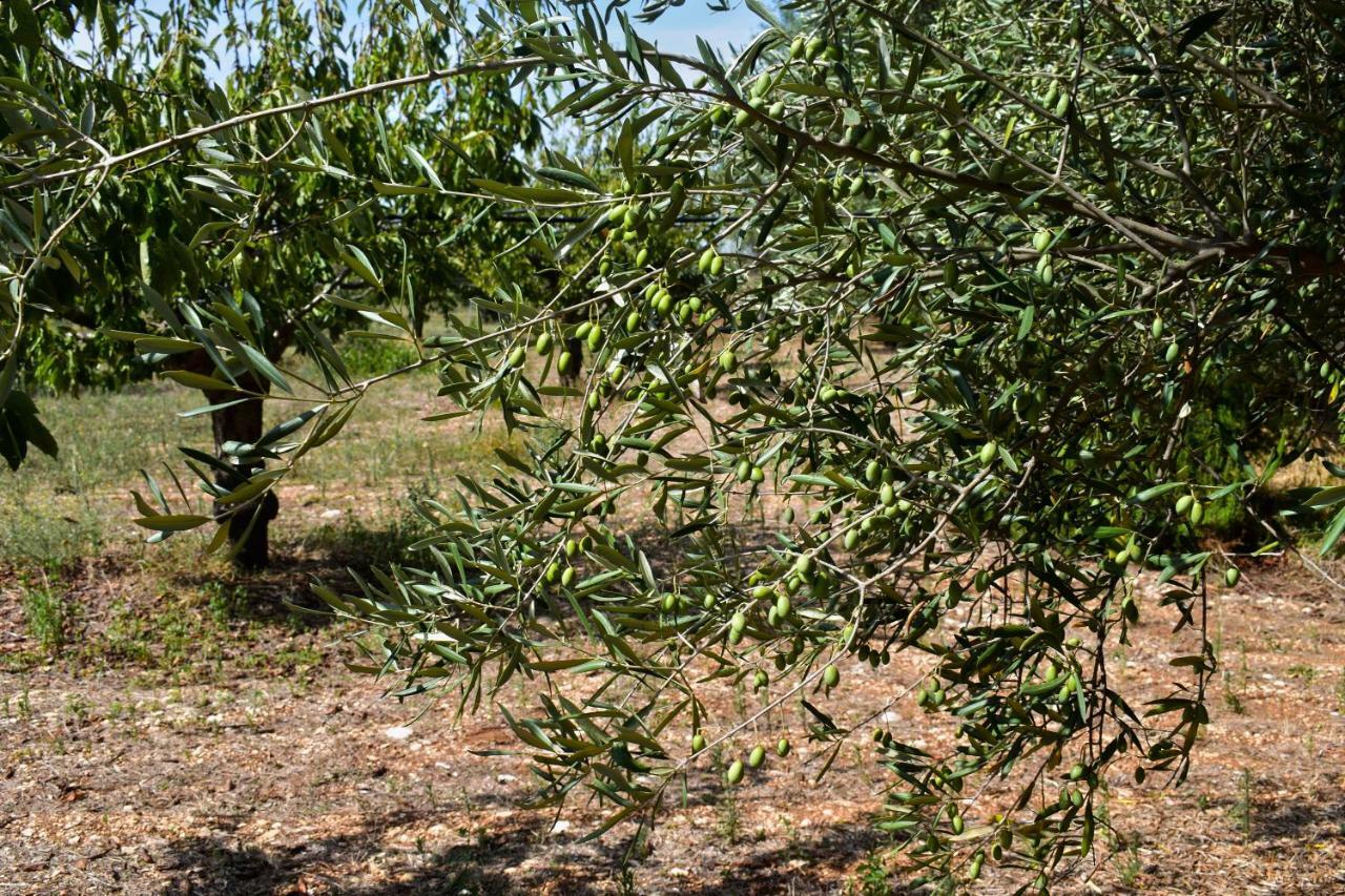 Masseria Elefante Turi Εξωτερικό φωτογραφία